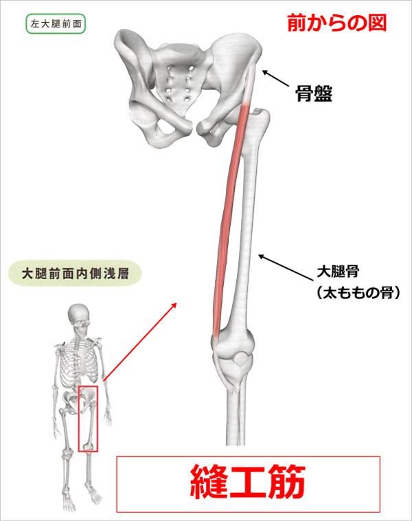 股関節　縫工筋