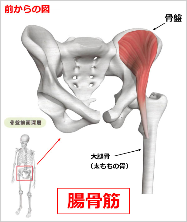 股関節　腸骨筋