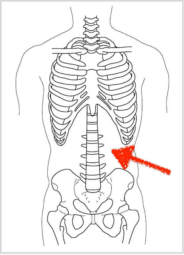 腰椎　骨格解剖2016