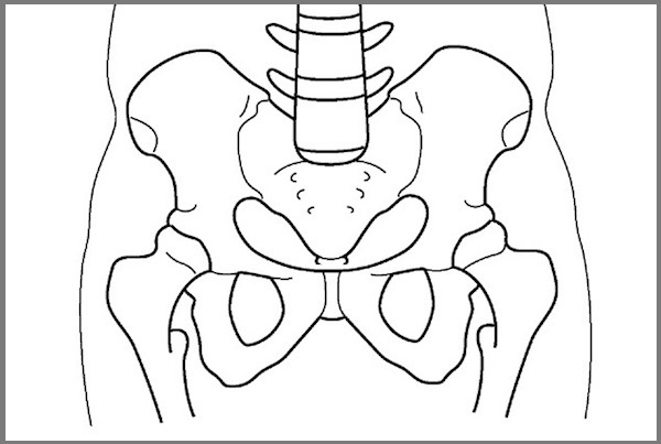 股関節、骨盤、解剖