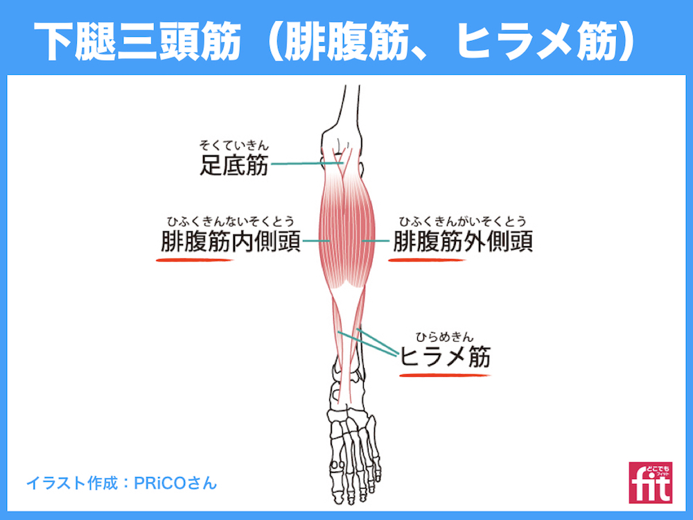 下腿三頭筋（腓腹筋、ヒラメ筋）ふくらはぎ 筋肉のしくみ（解剖学）と