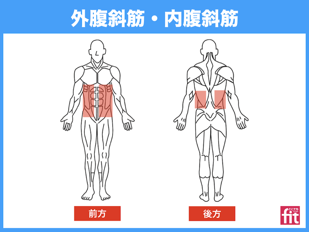 外腹斜筋 内腹斜筋 腹筋 筋肉のしくみと効果的な筋トレ 柔軟ストレッチの方法 動画あり 大阪 阿倍野で完全個室のパーソナルトレーニング どこでもフィット