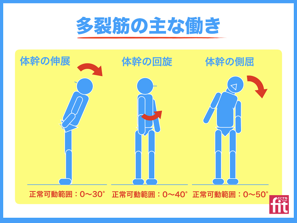 多裂筋 背筋 筋肉のしくみと効果的な筋トレ 柔軟ストレッチの方法 動画あり 体幹のインナーマッスルトレーニング 大阪 阿倍野で完全個室のパーソナルトレーニングどこでもフィット