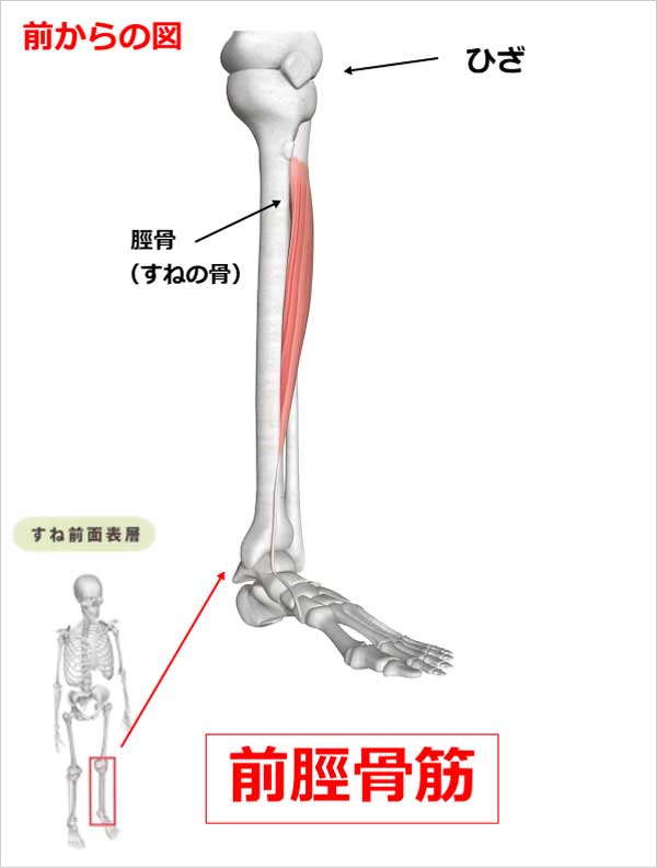 前脛骨筋