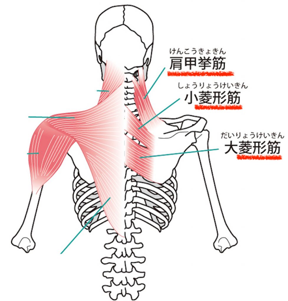 どこでもできる 短時間の肩こり解消法 肩こり解消ストレッチ体操 肩の柔軟性セルフチェック 大阪市阿倍野区のパーソナルトレーニングなら個室ジムどこでもフィット御堂筋線西田辺