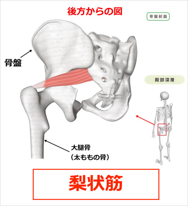 梨状筋、内閉鎖筋、上双子筋、下双子筋、大腿方形筋、外閉鎖筋（深層外旋六筋／股関節）筋肉のしくみ（解剖学）と効果的な筋トレ、柔軟ストレッチの方法  YouTube動画あり | 大阪市阿倍野区のパーソナルトレーニングなら個室ジムどこでもフィット御堂筋線西田辺