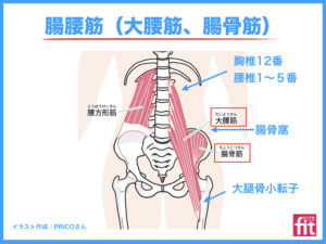 解剖学 ハムストリングス 太もも裏 大腿二頭筋 半腱様筋 半膜様筋 筋肉のしくみと効果的な筋トレ ストレッチの方法 動画あり 大阪市阿倍野区のパーソナルトレーニングなら個室ジムどこでもフィット御堂筋線西田辺