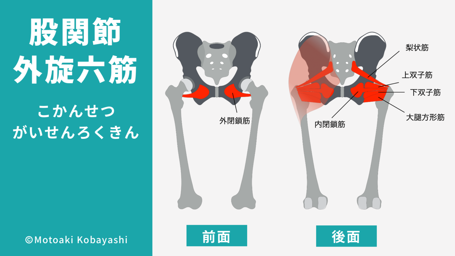 梨状筋 内閉鎖筋 上双子筋 下双子筋 大腿方形筋 外閉鎖筋 深層外旋六筋 股関節 筋肉のしくみ 解剖学 と効果的な筋トレ 柔軟ストレッチの方法 Youtube動画あり 大阪市阿倍野区のパーソナルトレーニングなら個室ジムどこでもフィット御堂筋線西田辺