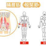 腰方形筋 腰の筋肉 筋肉のしくみ 解剖 と効果的な筋トレの鍛え方 Youtube動画つき 姿勢の改善 腰痛予防 呼吸の補助 大阪市阿倍野区のパーソナルトレーニングなら個室ジムどこでもフィット御堂筋線西田辺