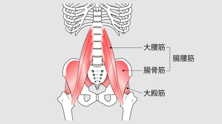腸腰筋の基礎知識：パーソナルトレーナーによる解剖学、筋トレ、ストレッチ法の包括的な解説 | 大阪市阿倍野区のパーソナルトレーニング｜ 30年 ...
