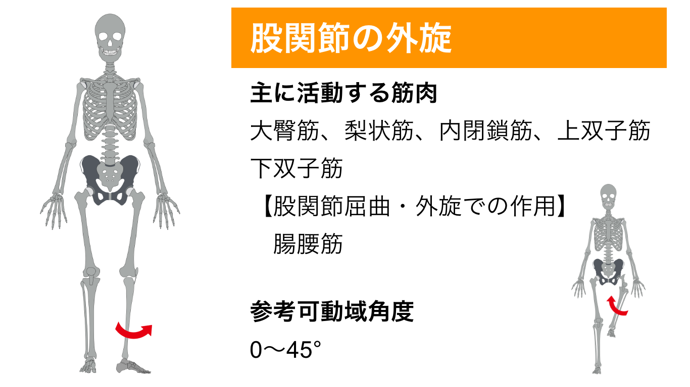 腸腰筋 大腰筋 腸骨筋 股関節の筋肉 筋肉のしくみ 解剖 と効果的な筋トレ強化法 柔軟ストレッチの方法 Youtube動画あり 大阪市阿倍野区のパーソナルトレーニングなら個室ジムどこでもフィット御堂筋線西田辺