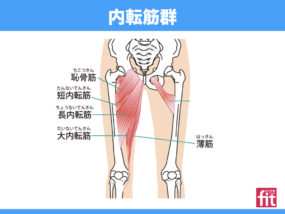 内転筋（長内転筋、短内転筋、大内転筋、恥骨筋、薄筋）の解剖学から筋トレ、ストレッチ法までの基礎知識 | 大阪市阿倍野区のパーソナルトレーニング｜  30年以上の経験豊富なテレビ出演トレーナーが指導｜どこでもフィット西田辺