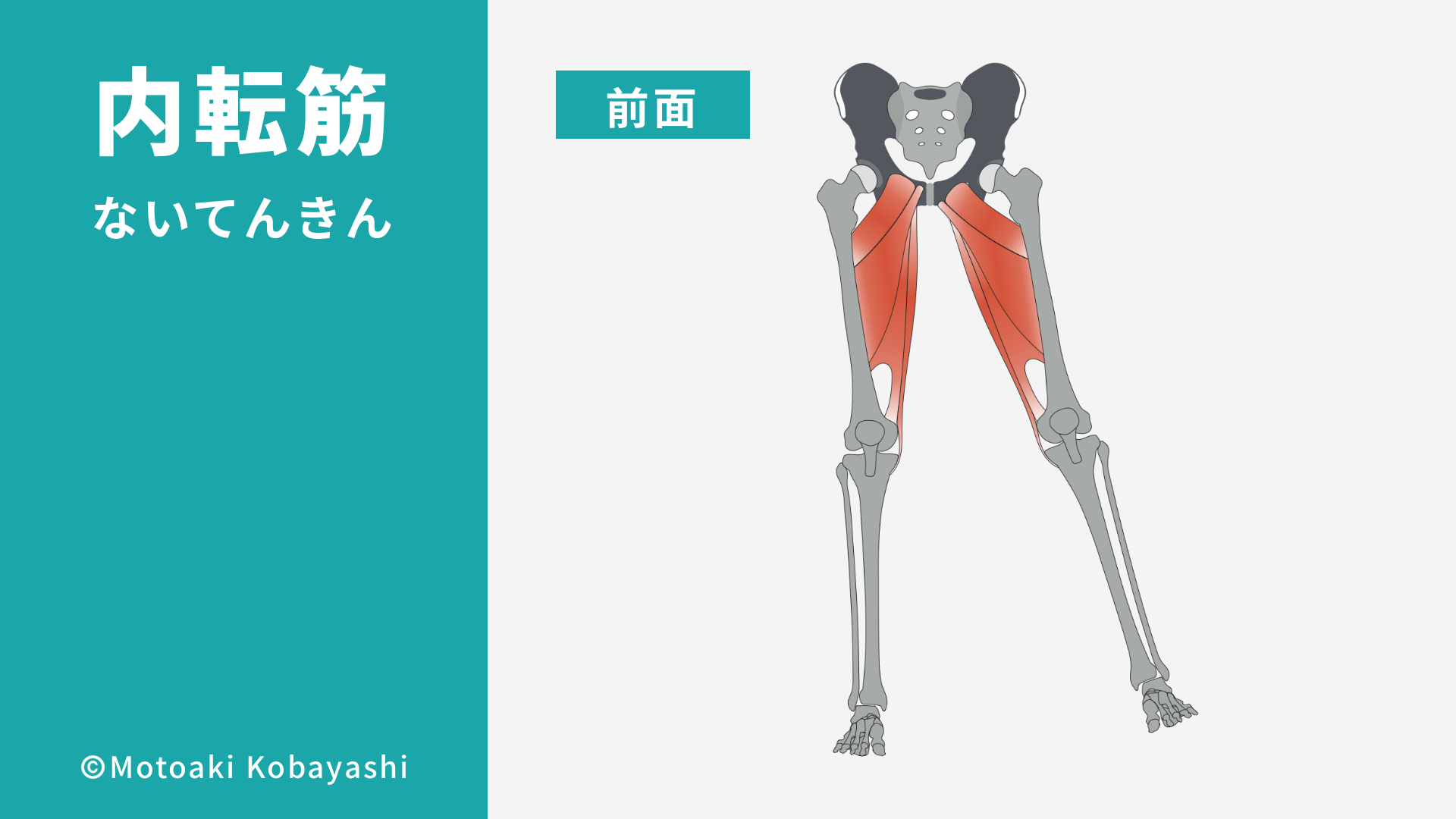 内転筋の解剖　大内転筋