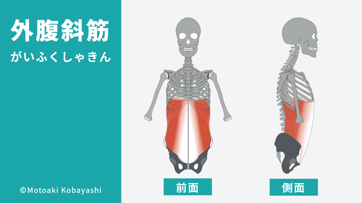 外腹斜筋の解剖図（腹筋）