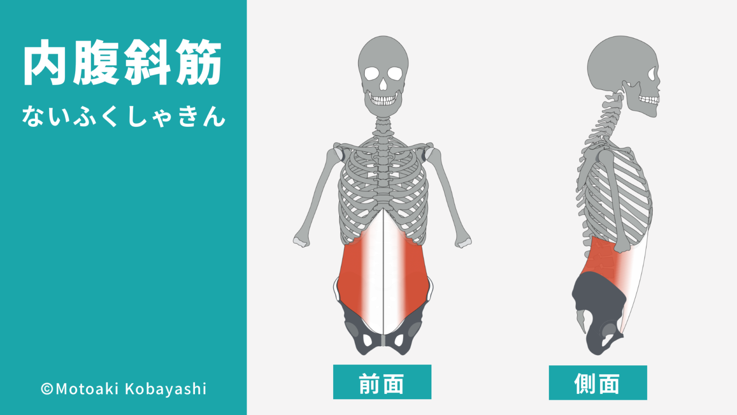 内腹斜筋の解剖図（腹筋、体幹）