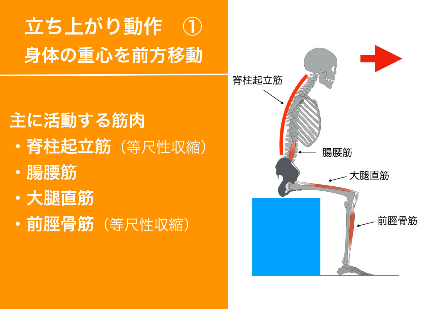 脊柱起立筋 体幹 背筋 筋肉のしくみ 解剖学 と効果的な筋トレのやり方 柔軟ストレッチ法 Youtube動画あり 腸肋筋 最長筋 棘筋 大阪市阿倍野区のパーソナルトレーニングなら個室ジムどこでもフィット御堂筋線西田辺