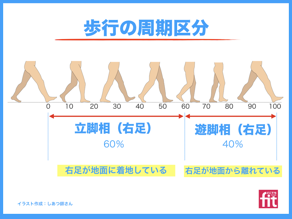 歩行の周期区分　立脚相、遊脚相