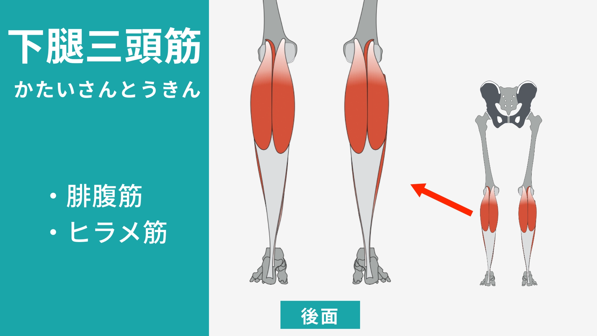 下腿三頭筋　腓腹筋　ヒラメ筋の解剖
