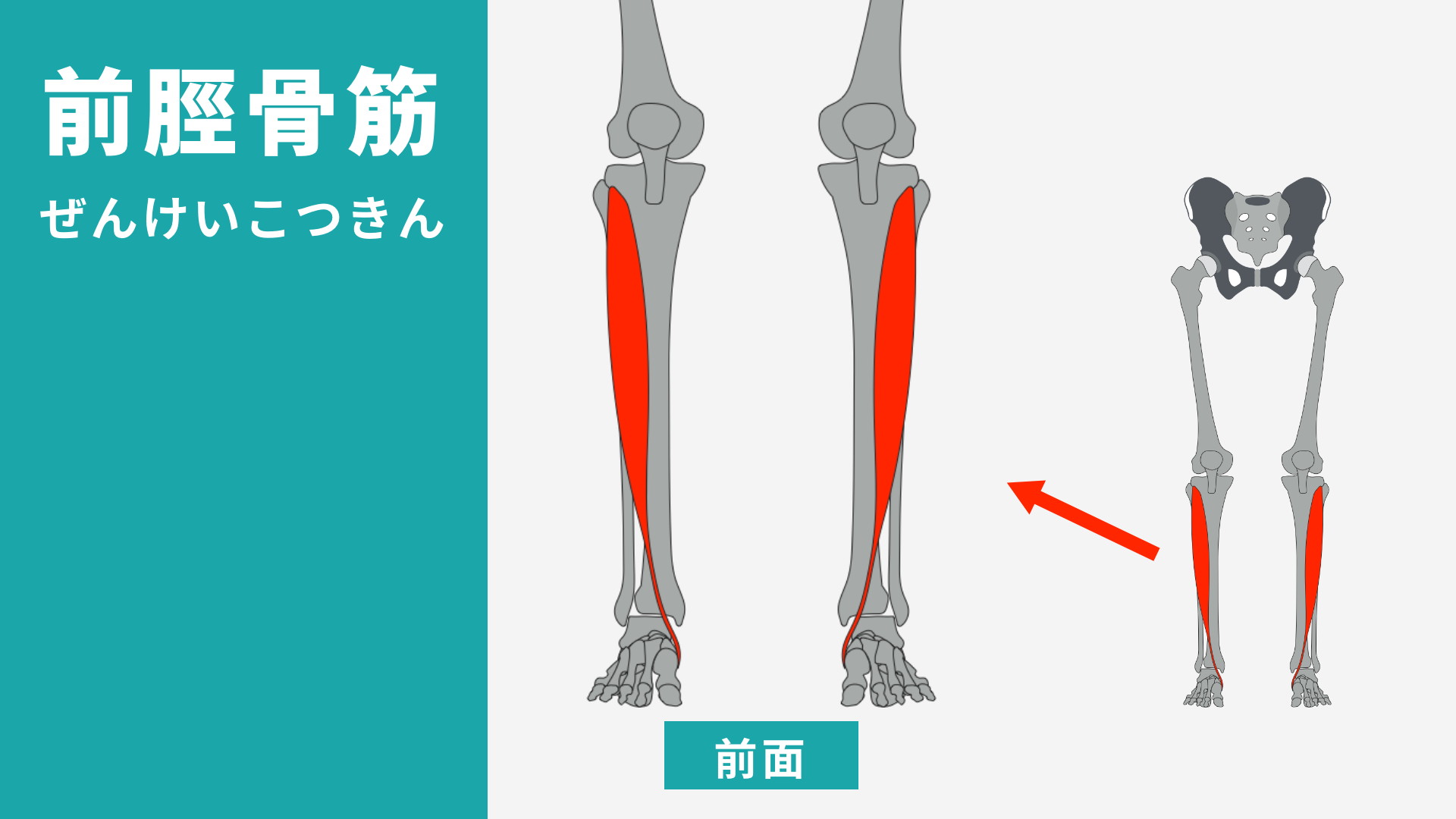 前脛骨筋
