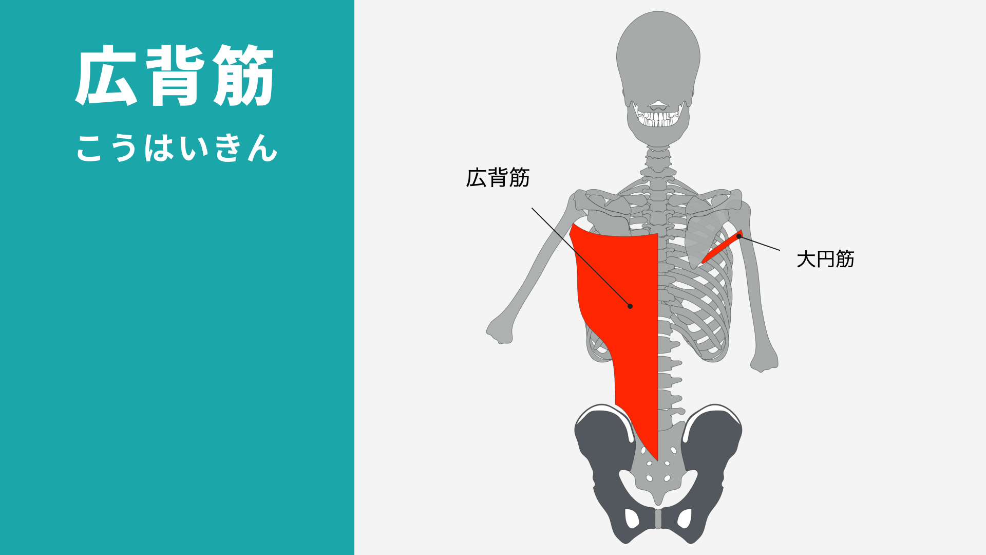 広背筋の解剖図