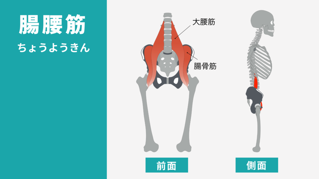 腸腰筋　解剖図