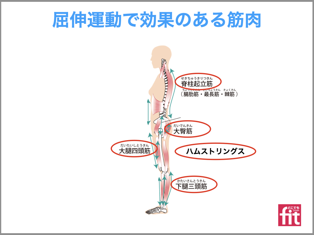 屈伸運動効果, 屈伸運動 高齢者 : 【図解】ラジオ体操第一・立位の順番とコツを解説 – KRCTV
