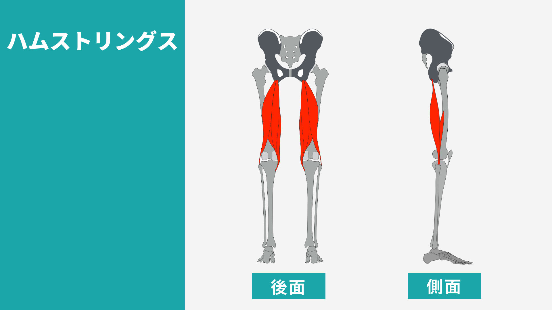 ハムストリングス　大腿二頭筋、半腱様筋、半膜様筋