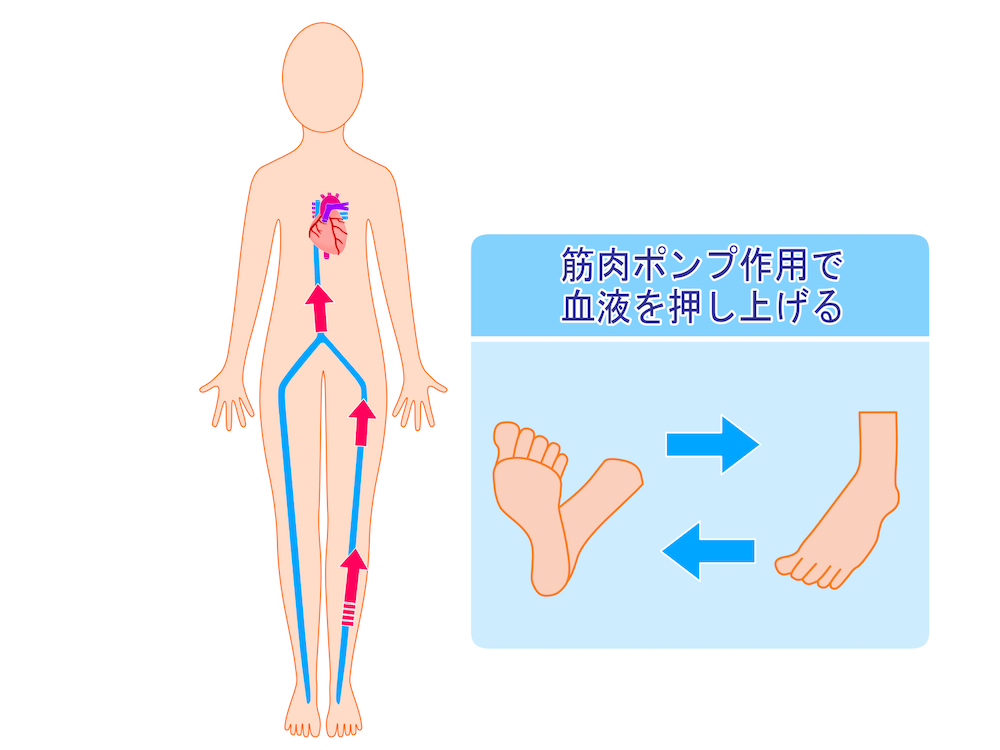 脚の筋肉ポンプ作用