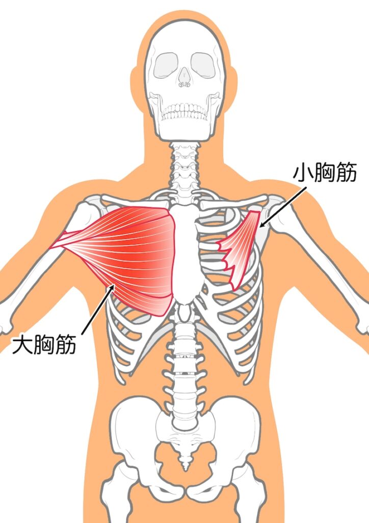 大胸筋　小胸筋の解剖図