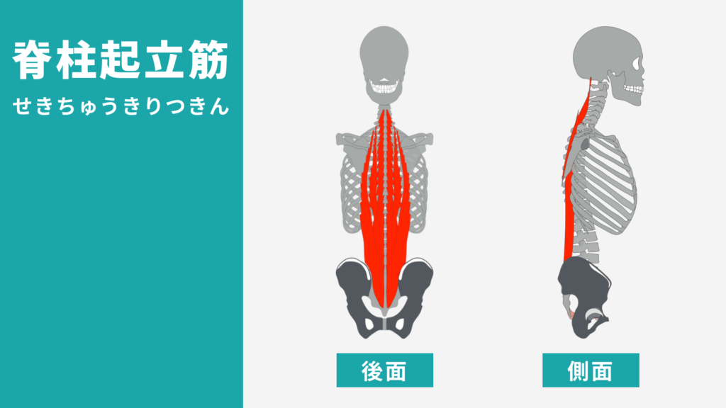 脊柱起立筋　解剖図