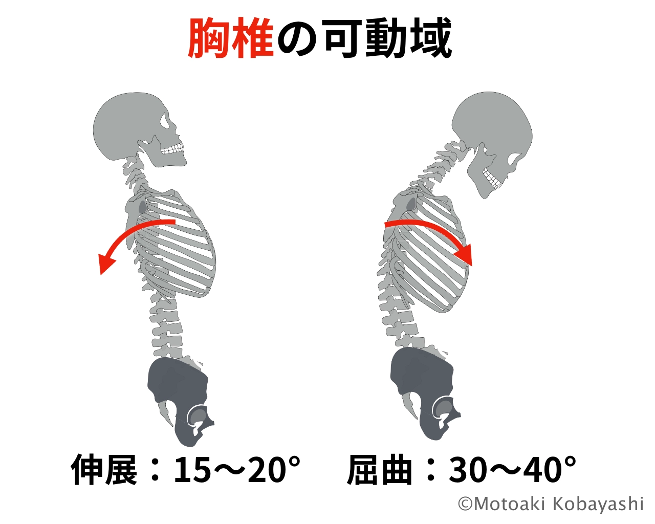 背中が丸くなる原因は「胸」にあり？ 姿勢改善に効くストレッチと対策法 | 大阪市阿倍野区のパーソナルトレーニング｜ 30年以上の経験豊富な ...