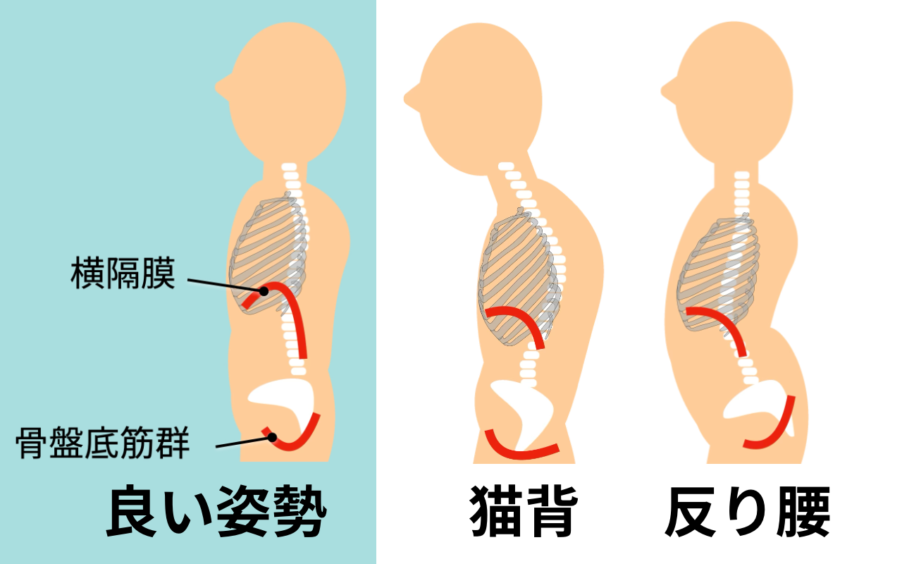 姿勢変化による横隔膜、骨盤底筋群のズレ