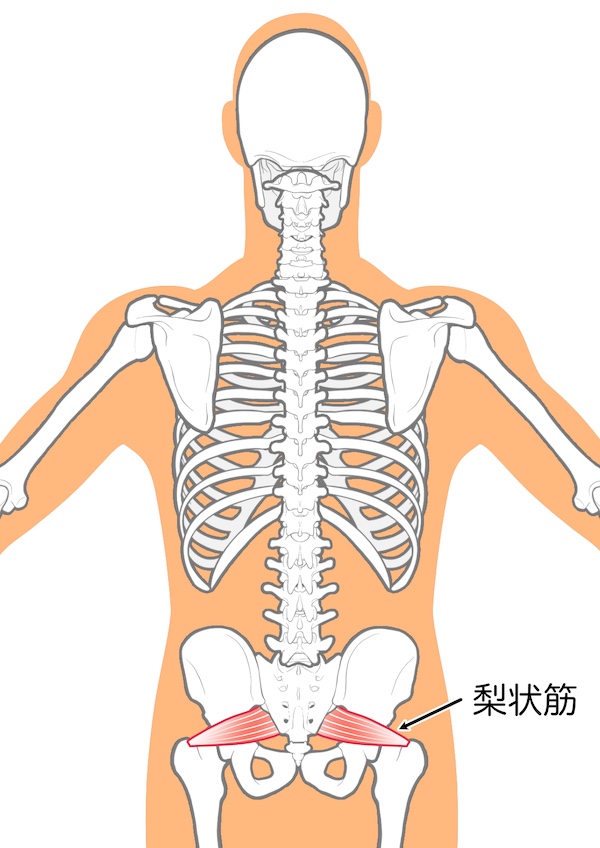 梨状筋