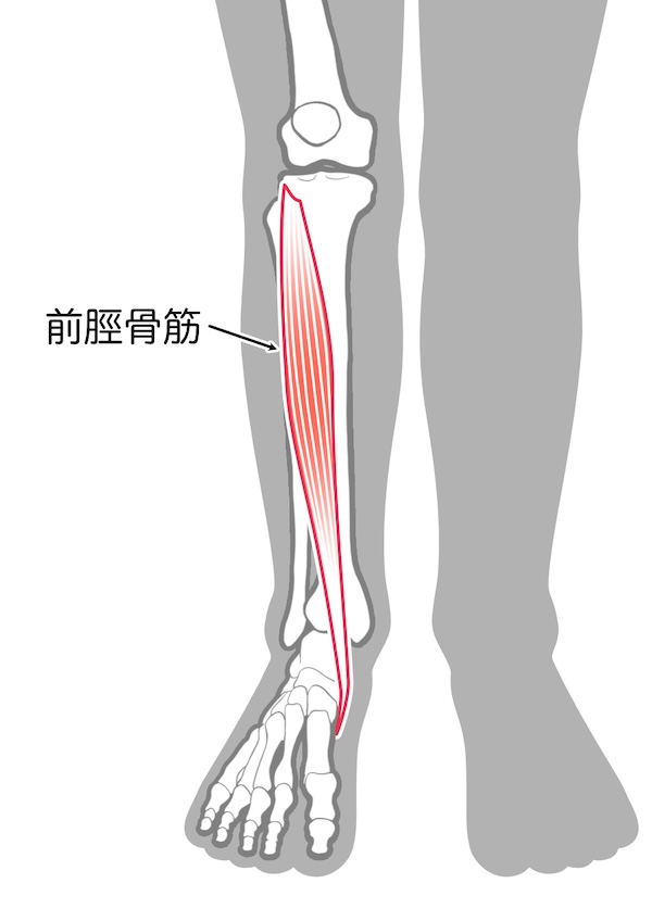 前脛骨筋　筋肉・人体解剖