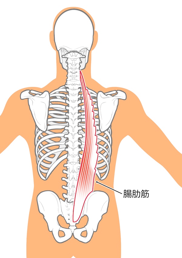 腸肋筋